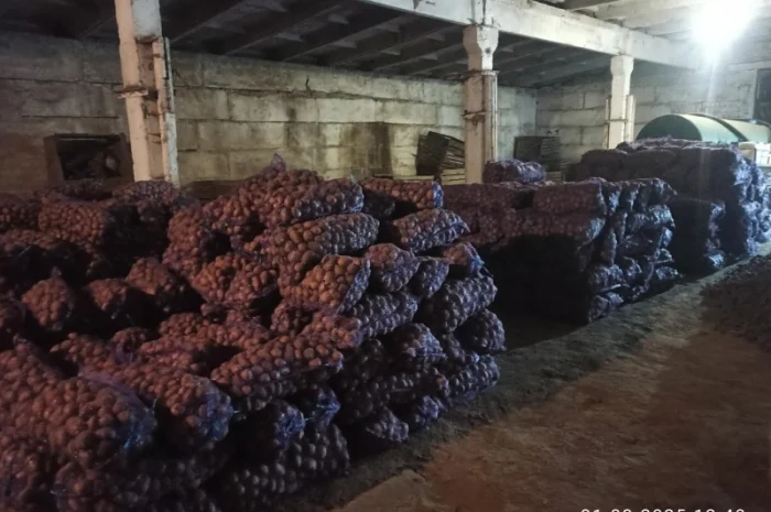 Картопля сорту Гренада в продажу- фото № 2