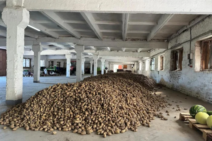 Насіннєва картопля сорт Гранада- фото № 1