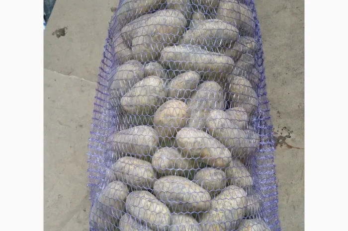 Продам картоплю АРІЗОНА та ГРАНАДА- фото № 2