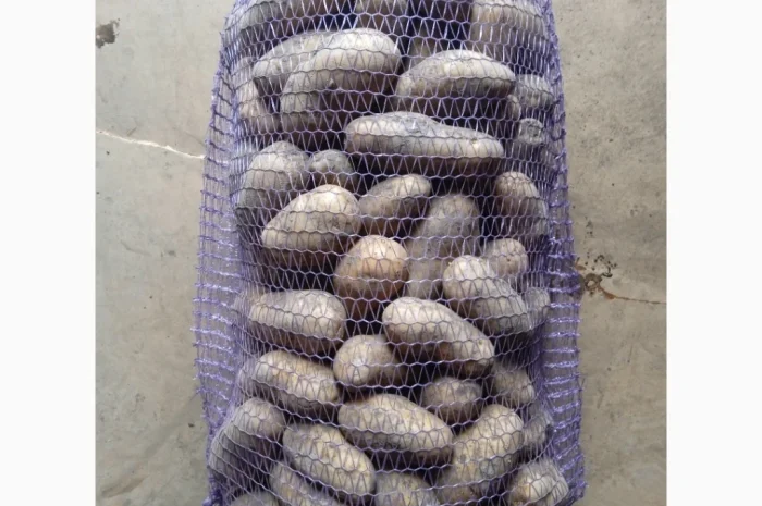 Продам картоплю АРІЗОНА та ГРАНАДА- фото № 3