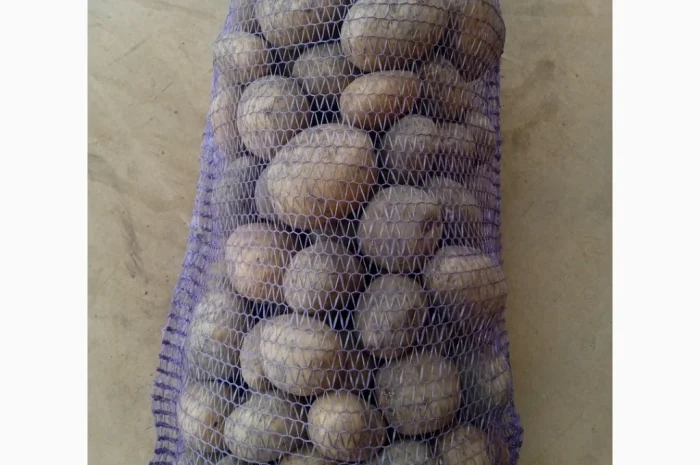 Продам картоплю АРІЗОНА та ГРАНАДА- фото № 4