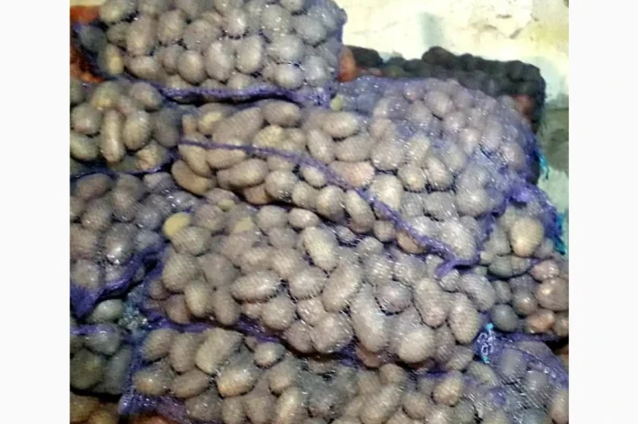 Продаж картоплі- фото № 1