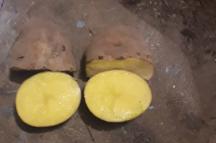 Продаж картоплі- фото № 2