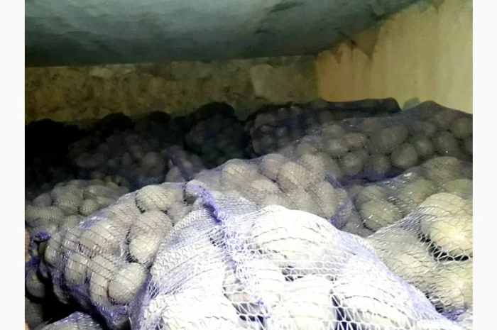 Продаж картоплі- фото № 3