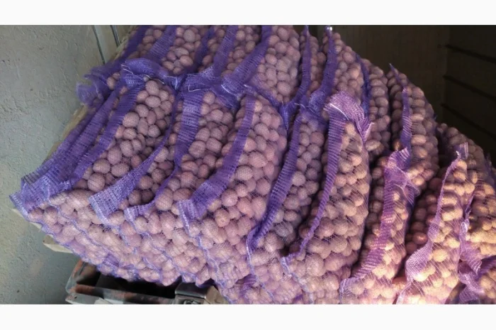Купити насінневу картоплю Беларосу- фото № 1