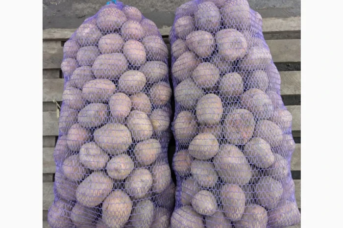 Пропоную картоплю сорту Белароза на продаж- фото № 1