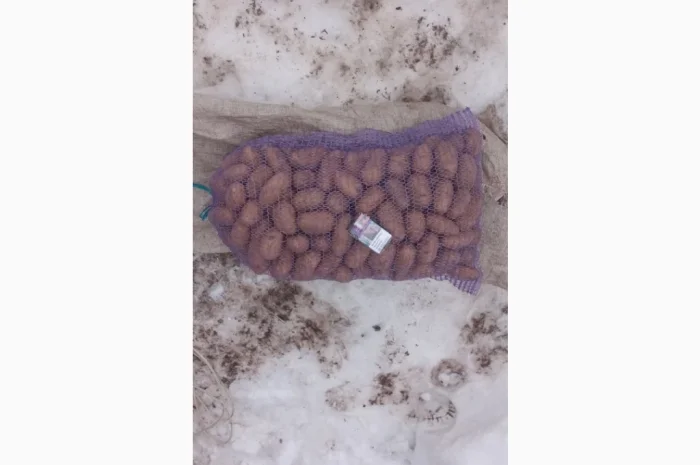 Продаю картофель сорта Белороса- фото № 1