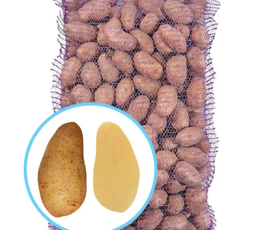 Продаж насіннєвої картоплі Тирас оптом- фото № 1