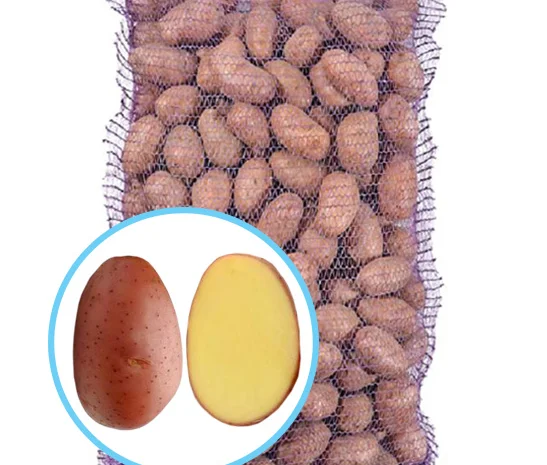 Продаж насіннєвої картоплі Ред Леді- фото № 1