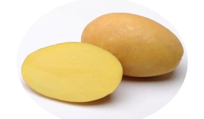 Пропоную насіннєву картоплю сорту Сюзанна- фото № 1