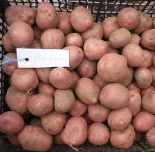 Посадкова картопля Ред Леді для продажу- фото № 1