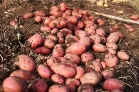 Насіннєва картопля Ред Леді в Хмельницькому- фото № 1