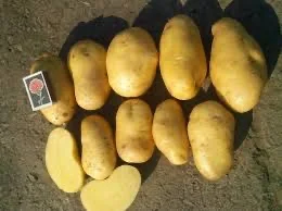 Продаж посадкової картоплі Гранада- фото № 1