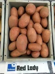 Продаж насіннєвої картоплі Ред Леді- фото № 1
