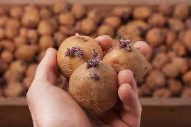 Картопля Рів’єра для посадки в Дніпрі- фото № 1