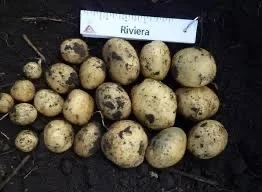 Посадкова картопля Рів'єра від 10 кг- фото № 1