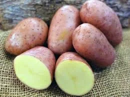 Продажа посадочной картошки Ред Леди с доставкой- фото № 1