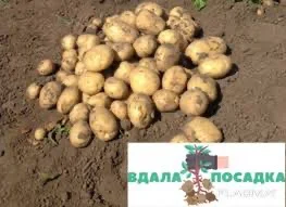 Продаж насіннєвої картоплі Рів’єра- фото № 1