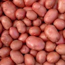 Продажа посадочной картошки Беллароза- фото № 1