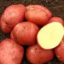 Продаж насіннєвої картоплі Ред Леді в Луцьку- фото № 1
