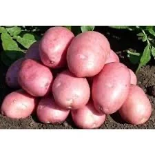 Продаж насіннєвої картоплі Беллароза- фото № 1