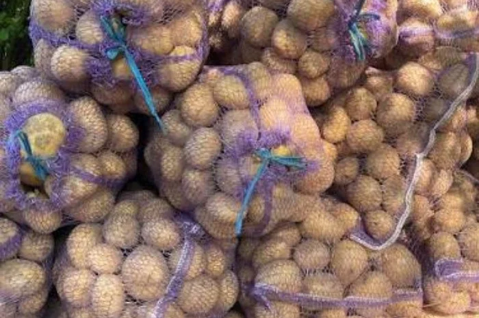 Продаж картоплі сорту Коннект в сітці- фото № 1