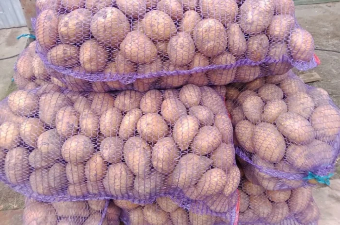 Продаж картоплі сорту Коннект в сітці- фото № 5