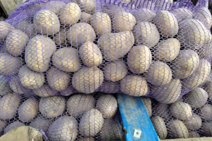 Продаю картоплю Берніна та насіннєву картоплю- фото № 6