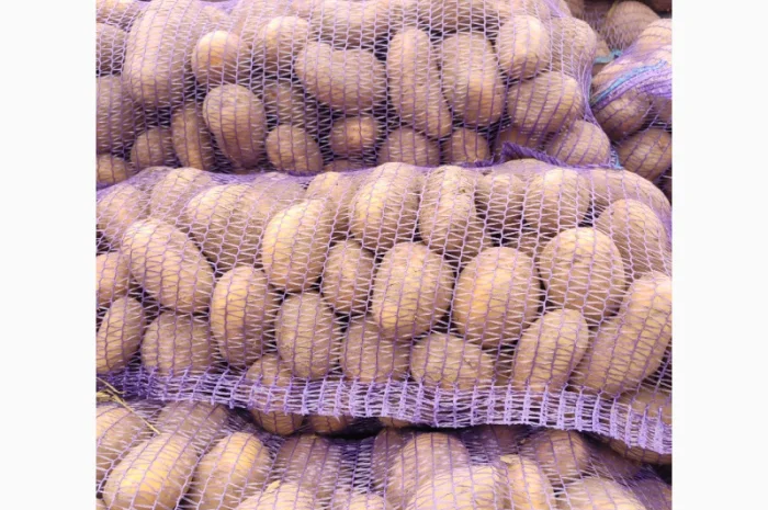 Продаю картоплю Берніна та насіннєву картоплю- фото № 7