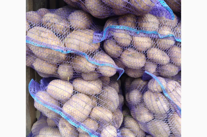 Продаю картоплю Берніна та насіннєву картоплю- фото № 1