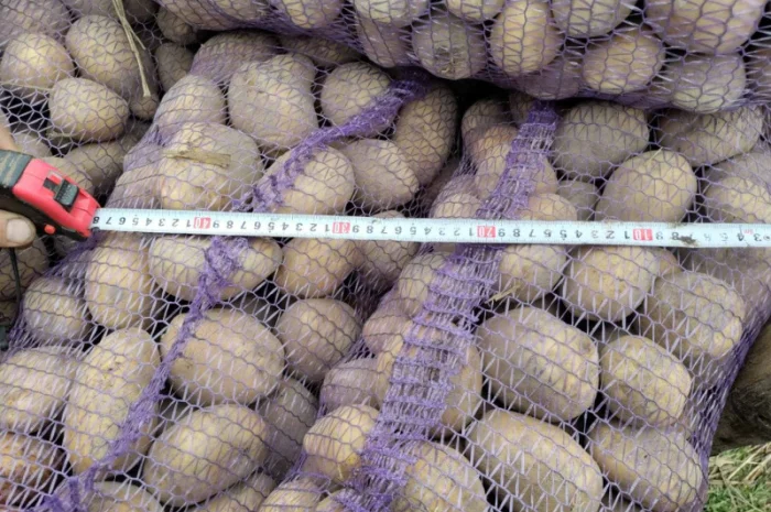 Продаю картоплю Берніна та насіннєву картоплю- фото № 3