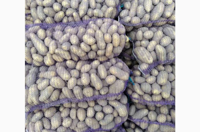 Продаю картоплю Берніна та насіннєву картоплю- фото № 4