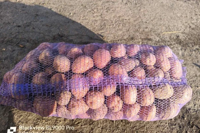 Куплю картоплю з ручною переборкою- фото № 1