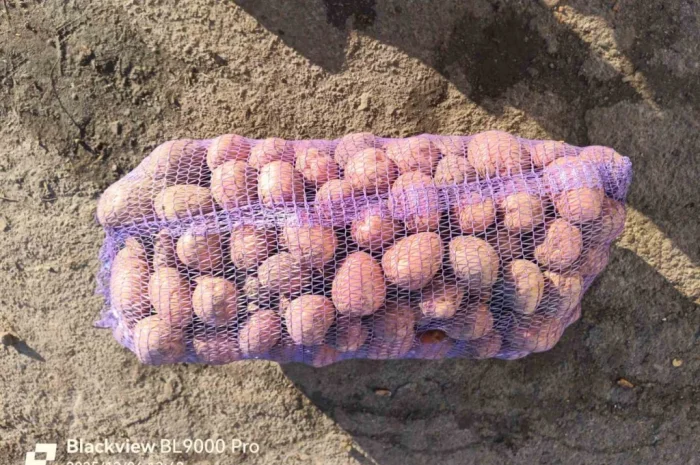 Куплю картоплю з ручною переборкою- фото № 2