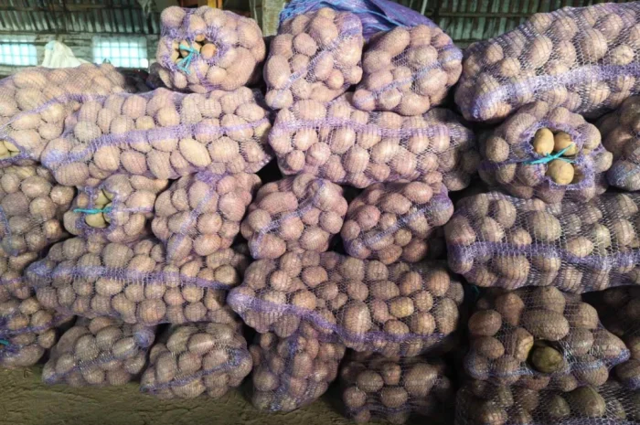 Куплю картоплю з ручною переборкою- фото № 3