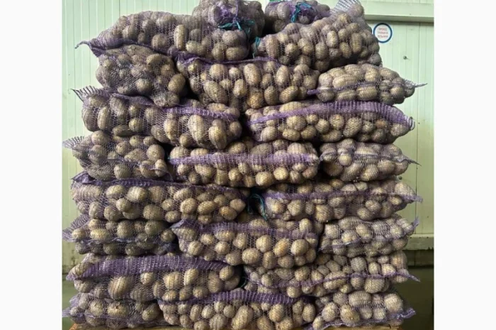 Продажа картофеля сорта Аризона оптом- фото № 1