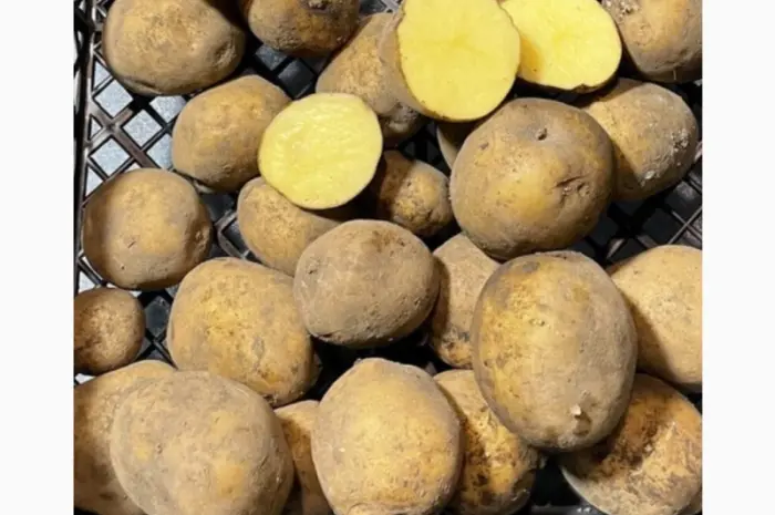Продам семенной посадочный картофель сорта Ривьера. 1 и 2 репродукция- фото № 1