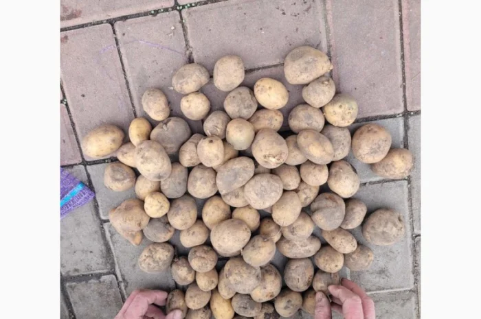 Продаж насіння картоплі Рівʼєра оптом- фото № 1