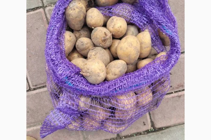 Продаж насіння картоплі Рівʼєра оптом- фото № 2