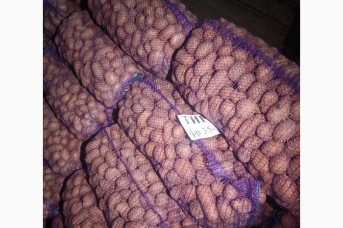 Картопля насіннєва сорт Тирас оптом- фото № 1