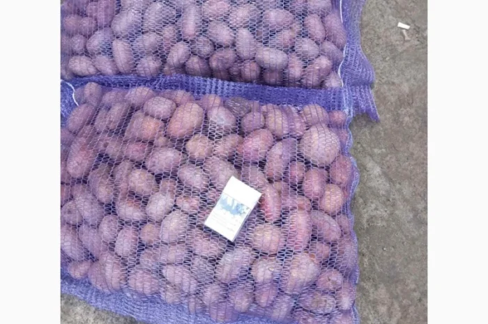 Продаж насіннєвої картоплі Ред Леді оптом- фото № 1