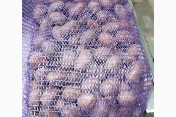 Продаж насіннєвої картоплі Ред Леді оптом- фото № 2