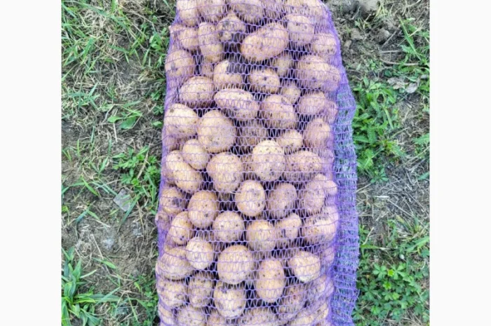 Продаж насіння картоплі Рівʼєра- фото № 1