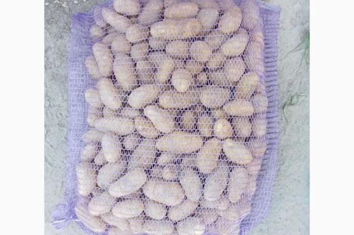 Продаж насіння картоплі Гранада оптом- фото № 1