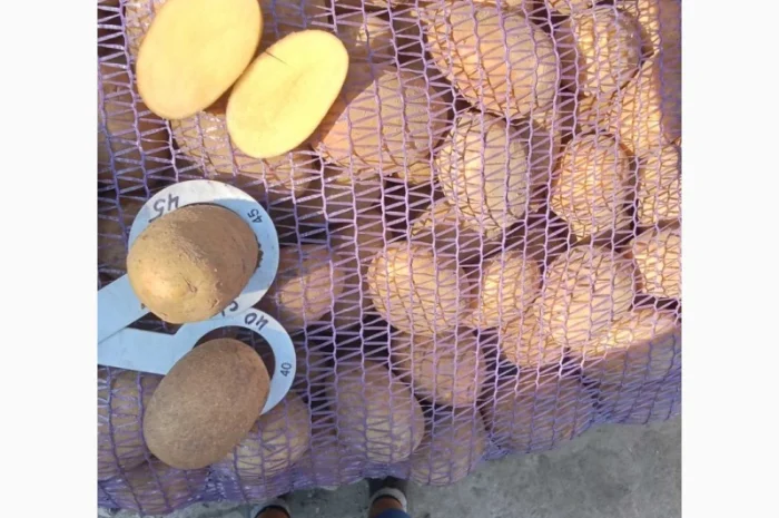 Продаж насіння картоплі Арізона- фото № 1