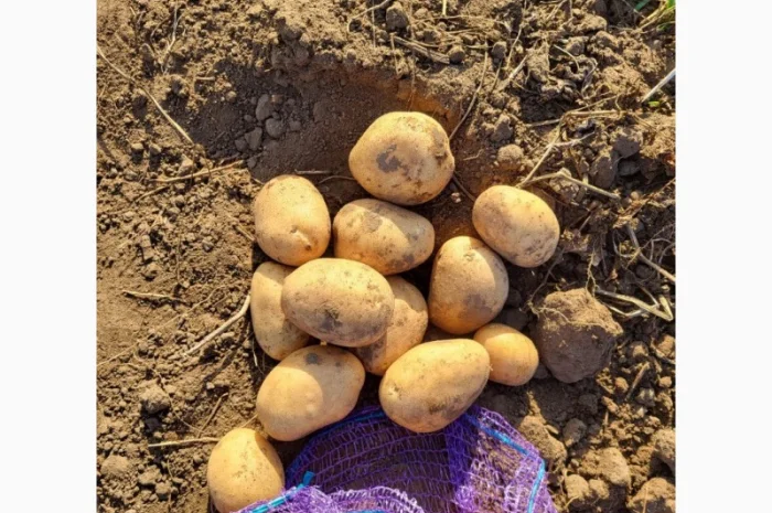 Продажа насіння картоплі Арізона оптом- фото № 1