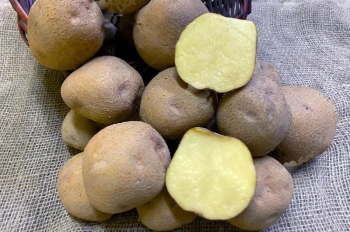 Продаж сертифікованої насіннєвої картоплі в Житомирі- фото № 1