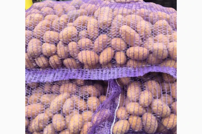 Пропонується насіння картоплі сорту Королева Анна оптом від 10 тонн- фото № 1