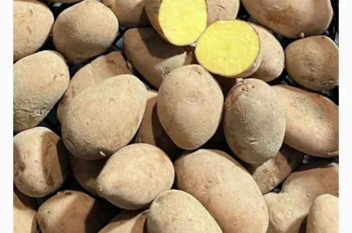 Продаж насіннєвої картоплі білих та червоних сортів оптом- фото № 1