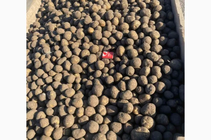 Продажа насіннєвої картоплі сорту Сюзанна- фото № 1